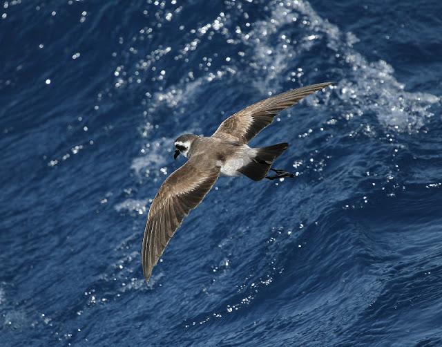 Lanzarote pelagics 2012