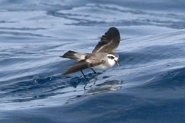 Lanzarote pelagics 2012