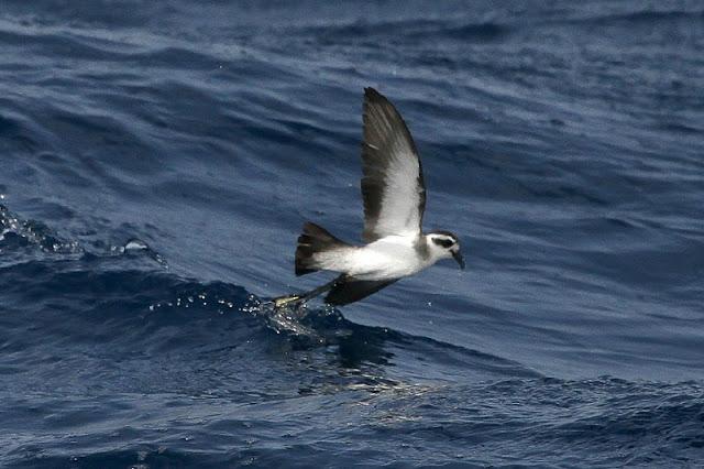 Lanzarote pelagics 2012