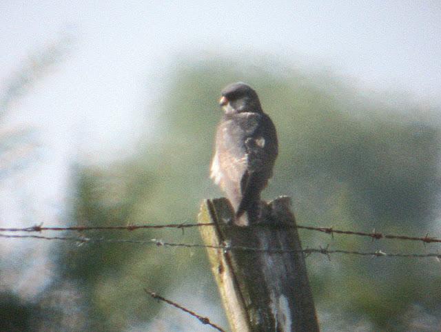 CERNICALOS PATIRROJOS EN ALAVA