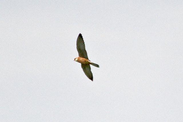 CERNICALOS PATIRROJOS EN ALAVA