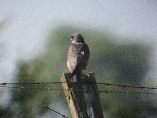 CERNICALOS PATIRROJOS EN ALAVA