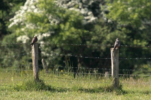 CERNICALOS PATIRROJOS EN ALAVA