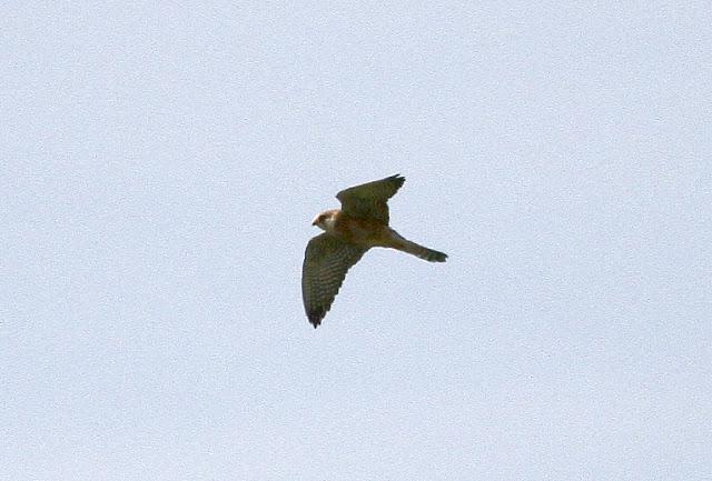 CERNICALOS PATIRROJOS EN ALAVA