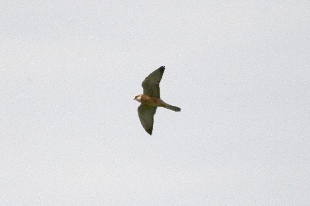 CERNICALOS PATIRROJOS EN ALAVA