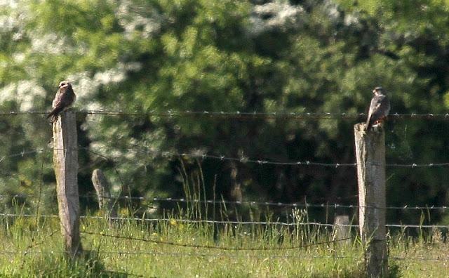 CERNICALOS PATIRROJOS EN ALAVA