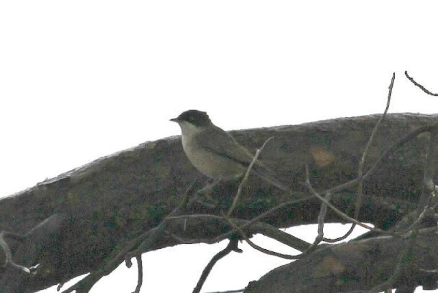 NAVARRA COAST TO COAST ESTE