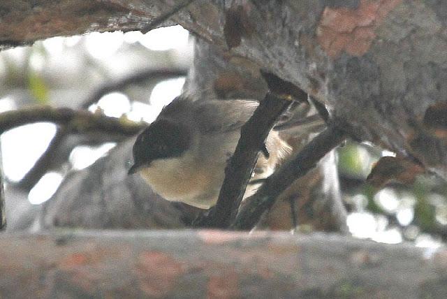 NAVARRA COAST TO COAST ESTE