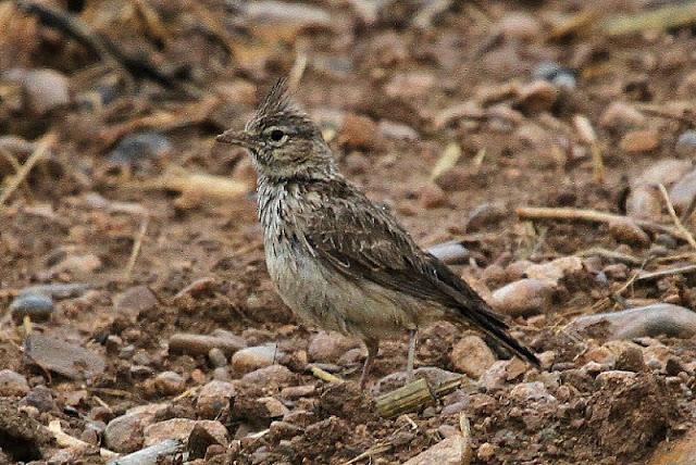 NAVARRA COAST TO COAST ESTE