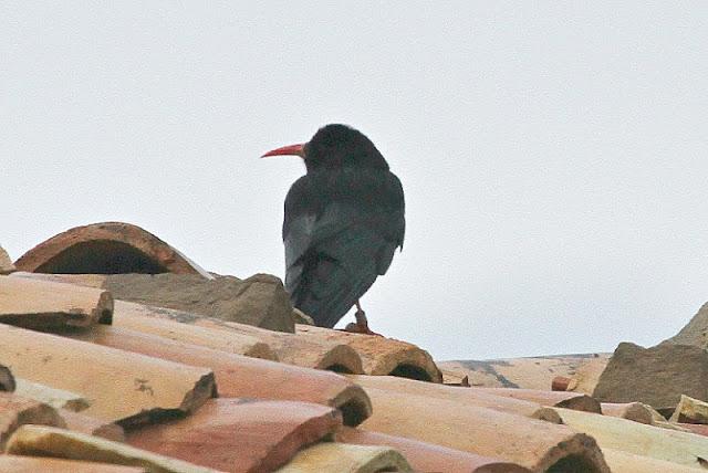 NAVARRA COAST TO COAST ESTE