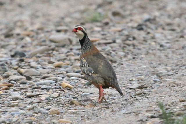 NAVARRA COAST TO COAST ESTE