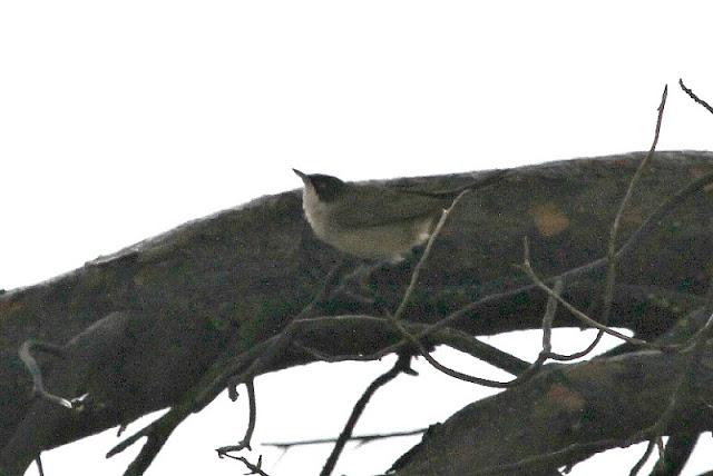 NAVARRA COAST TO COAST ESTE