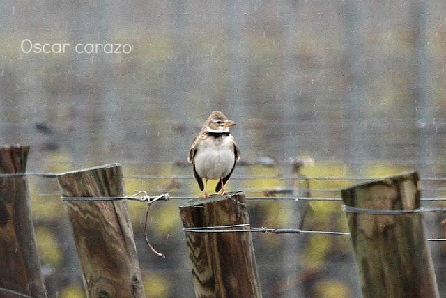 NAVARRA COAST TO COAST ESTE
