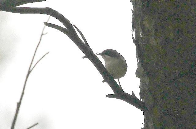 NAVARRA COAST TO COAST ESTE
