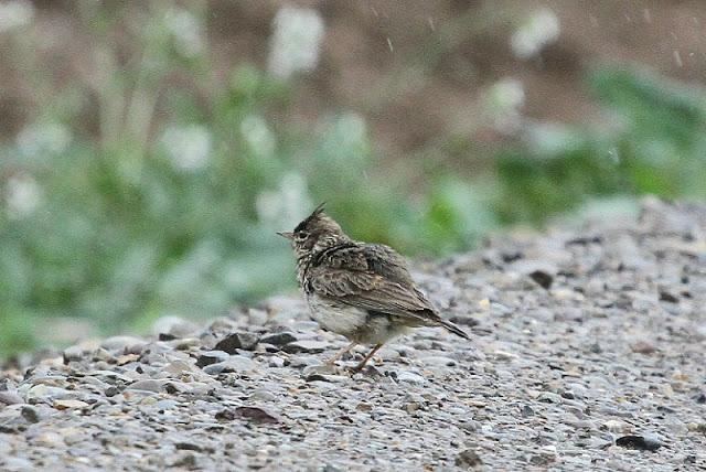 NAVARRA COAST TO COAST ESTE