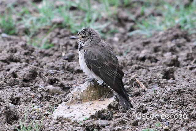 NAVARRA COAST TO COAST ESTE