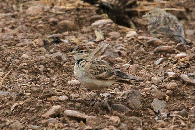 NAVARRA COAST TO COAST ESTE