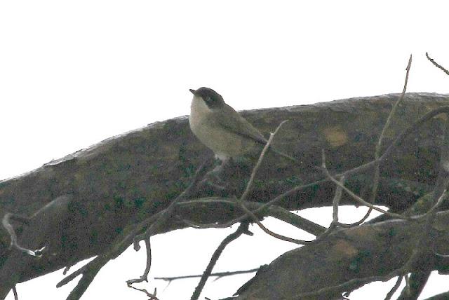 NAVARRA COAST TO COAST ESTE