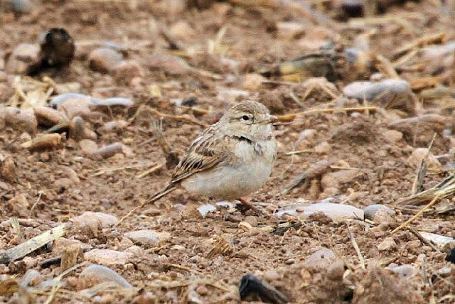 NAVARRA COAST TO COAST ESTE