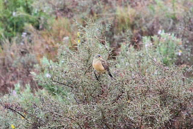 NAVARRA COAST TO COAST ESTE