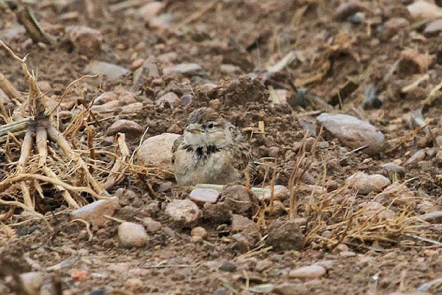 NAVARRA COAST TO COAST ESTE