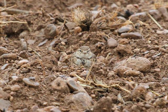 NAVARRA COAST TO COAST ESTE