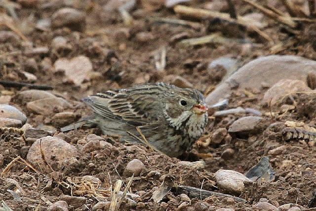 NAVARRA COAST TO COAST ESTE