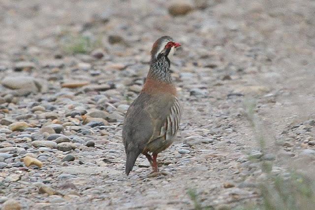 NAVARRA COAST TO COAST ESTE