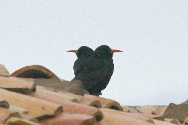 NAVARRA COAST TO COAST ESTE