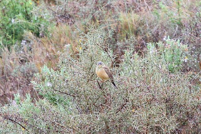 NAVARRA COAST TO COAST ESTE