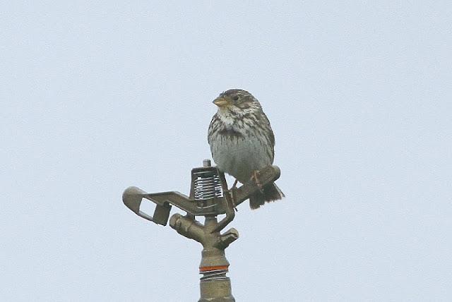 NAVARRA COAST TO COAST ESTE