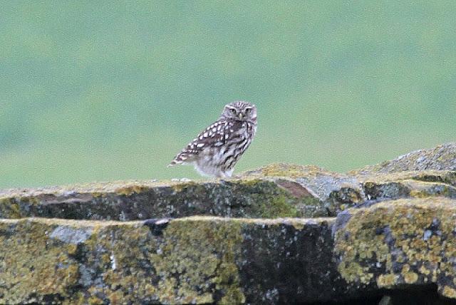 NAVARRA COAST TO COAST ESTE