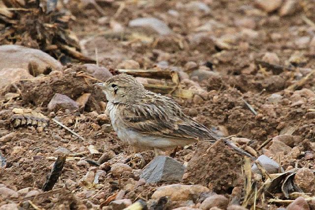 NAVARRA COAST TO COAST ESTE