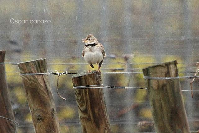 NAVARRA COAST TO COAST ESTE