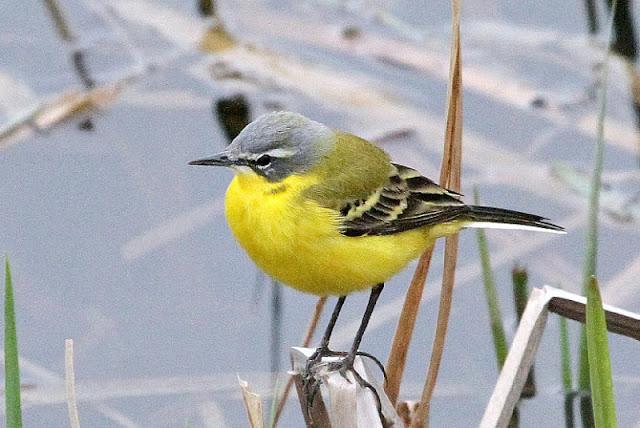 PRIMAVERA EN SALBURUA