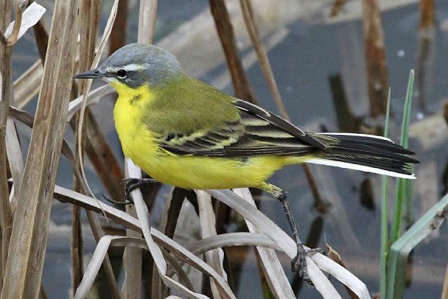 PRIMAVERA EN SALBURUA