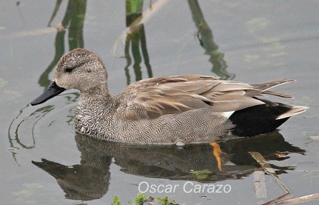 PRIMAVERA EN SALBURUA