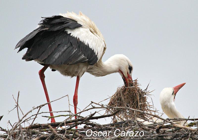 PRIMAVERA EN SALBURUA