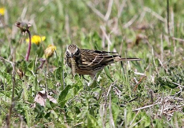 PRIMAVERA EN SALBURUA