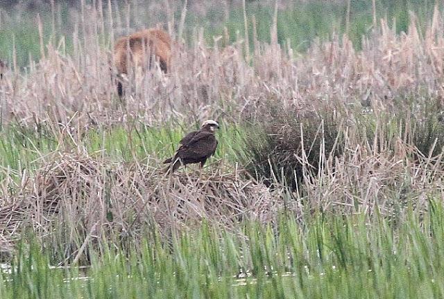 PRIMAVERA EN SALBURUA