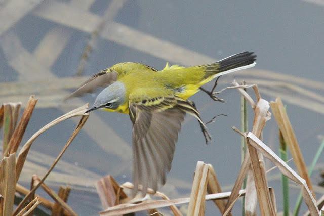 PRIMAVERA EN SALBURUA