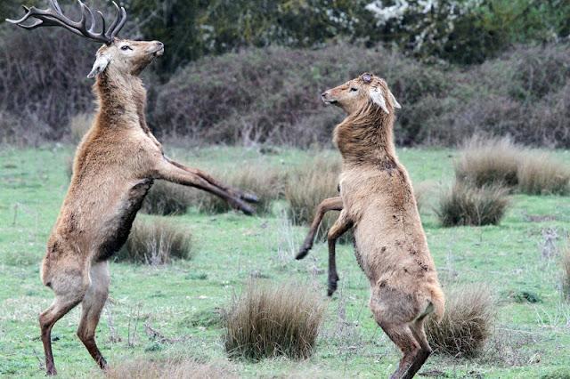 PRIMAVERA EN SALBURUA