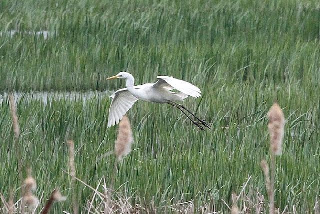 PRIMAVERA EN SALBURUA