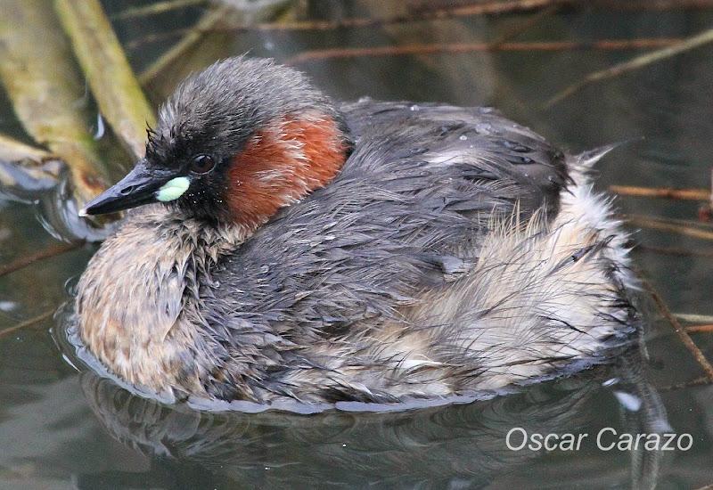PRIMAVERA EN SALBURUA