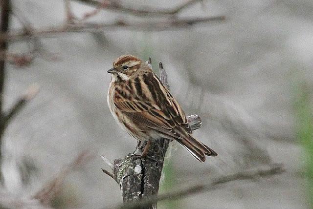 PRIMAVERA EN SALBURUA