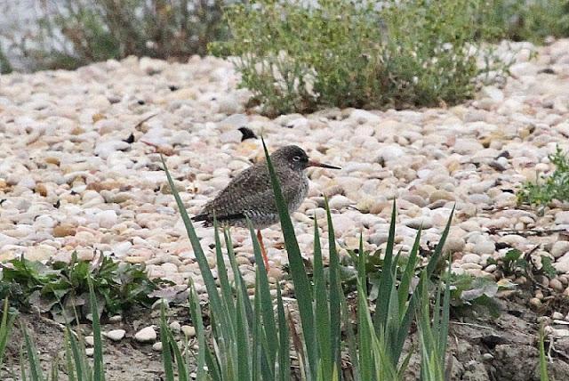 PRIMAVERA EN SALBURUA