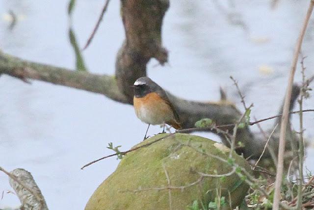 PRIMAVERA EN SALBURUA