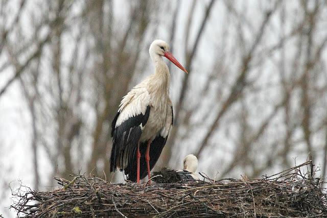 PRIMAVERA EN SALBURUA