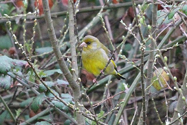 PRIMAVERA EN SALBURUA