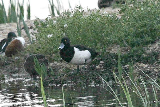PRIMAVERA EN SALBURUA